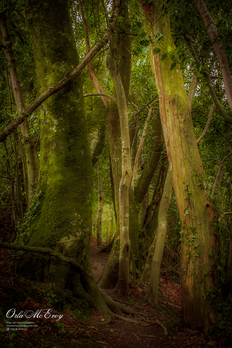 Mystical Woods